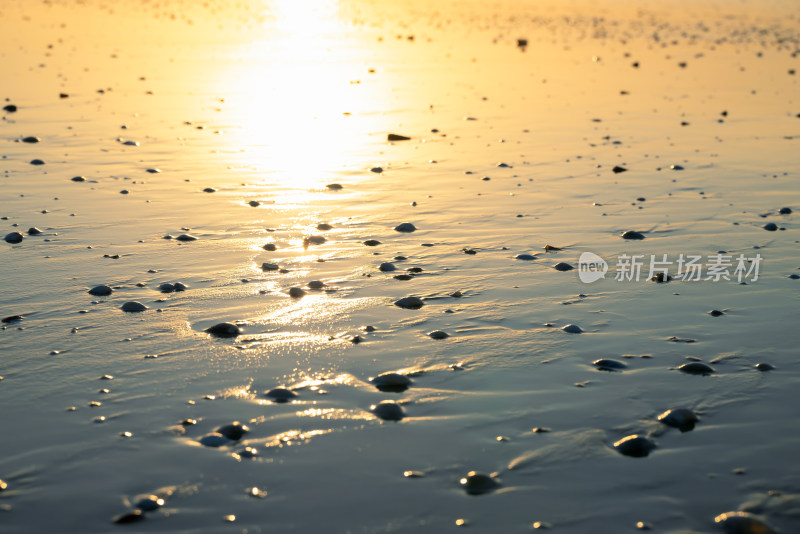 夕阳下布满贝壳的沙滩