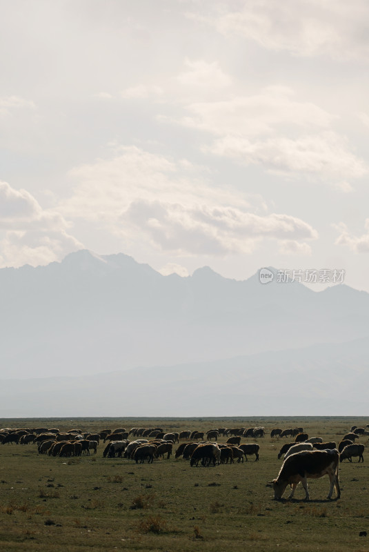 草原上牛羊群与远山风景