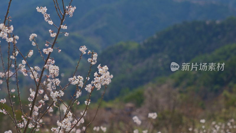 春天樱花特写