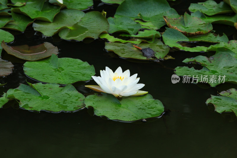 晨光中的白色睡莲花