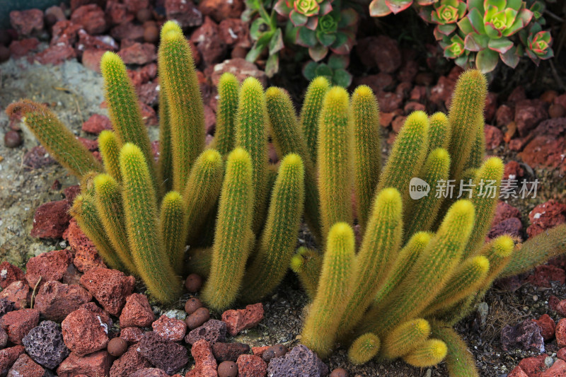 热带植物仙人球仙人掌特写