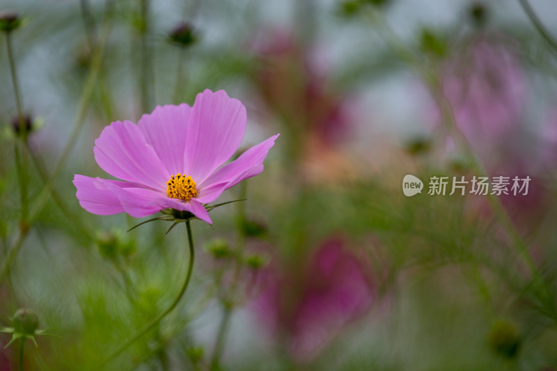 泸沽湖花朵特写