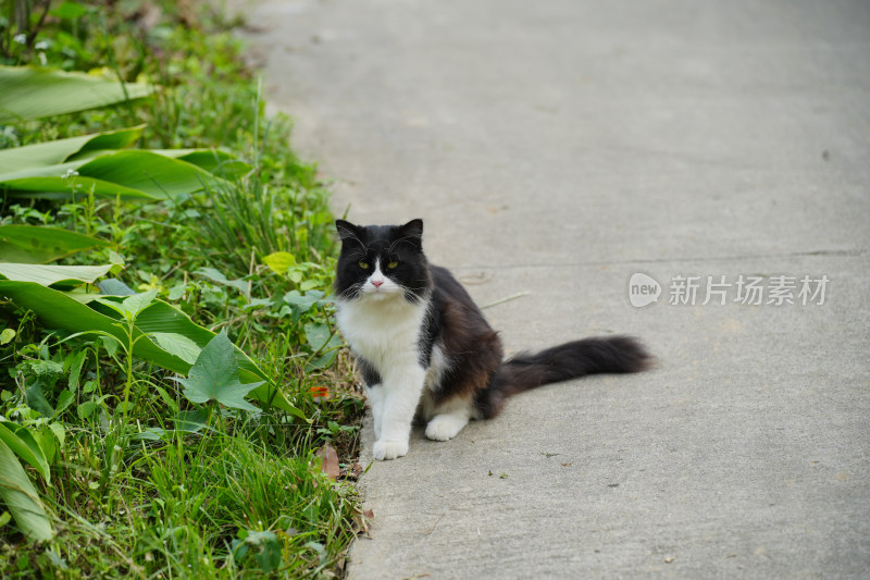 村寨里悠闲的猫咪