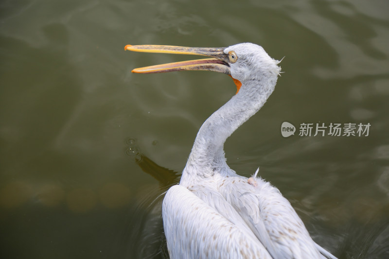 优雅的白鹈鹕