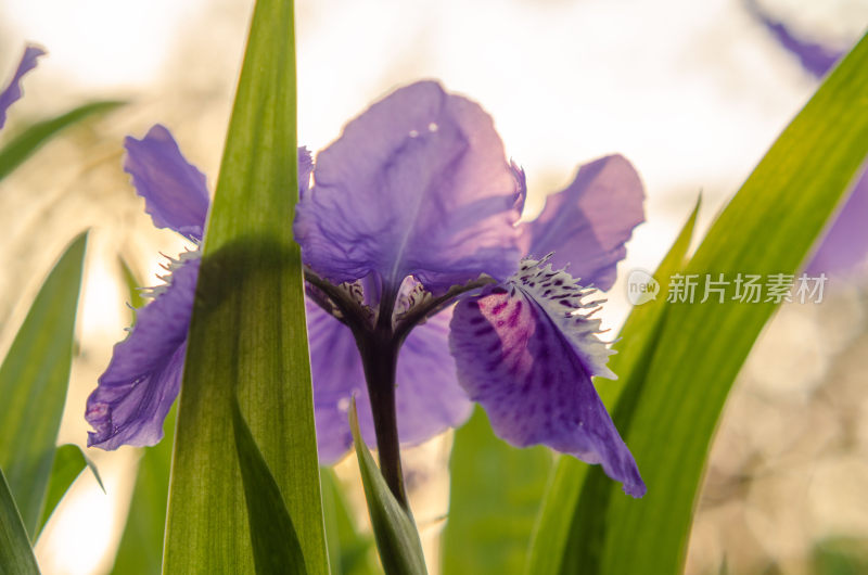 紫色鸢尾花特写