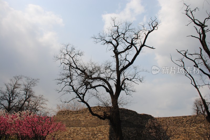 明城墙遗址公园 枯树