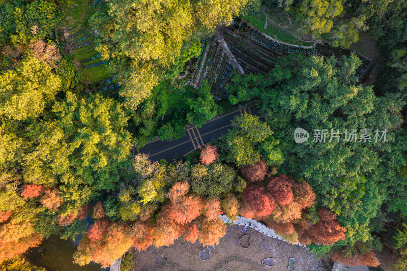 深圳仙湖植物园水杉林秋色