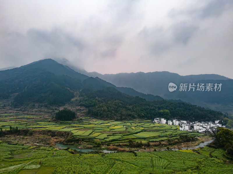 安徽江岭油菜花山谷梯田白墙徽派建筑群航拍