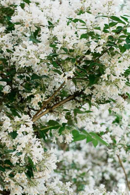 北京国家植物园猬实花