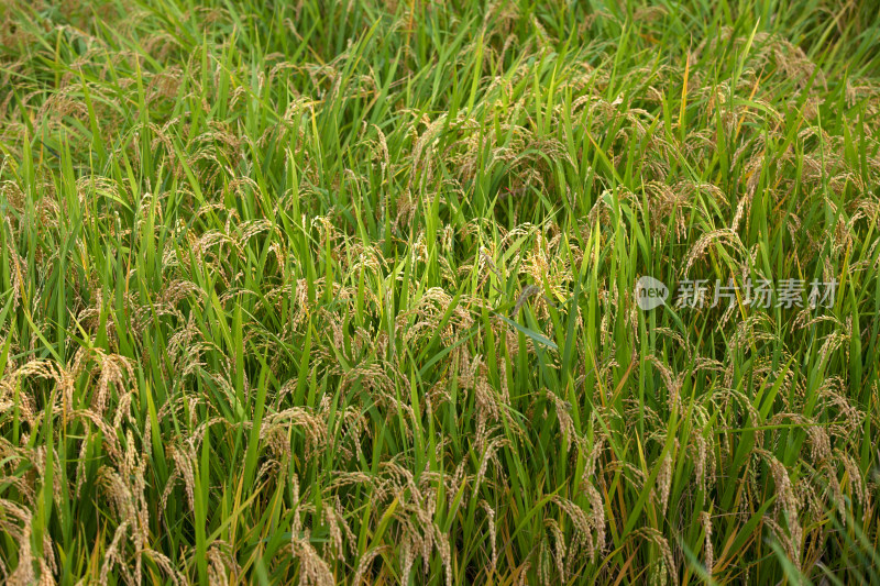 田间大面积种植且即将成熟的水稻