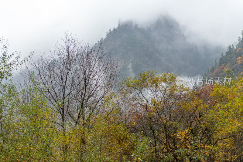 秋天树林云雾山峰