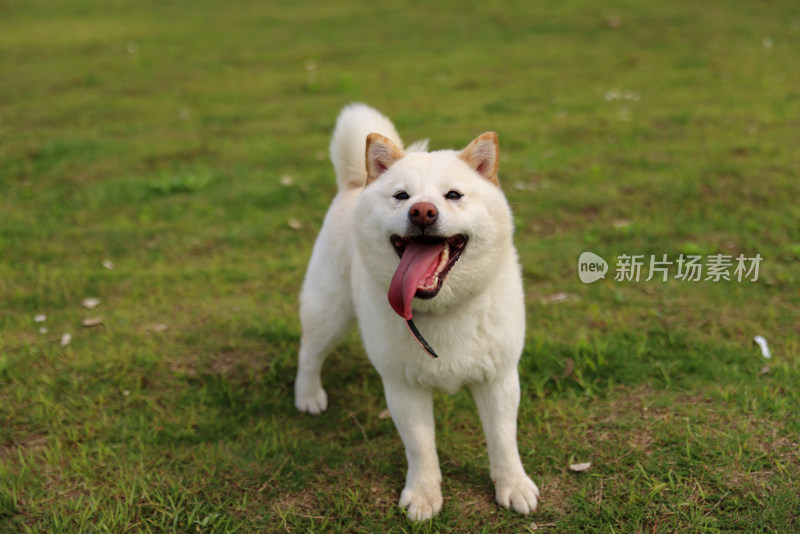 草地上的白色柴犬