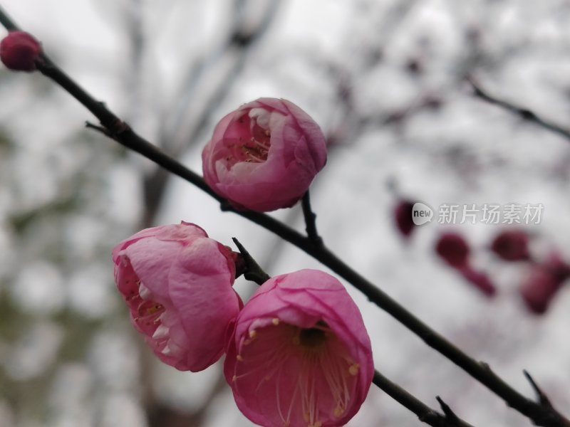 粉色梅花枝头绽放的特写