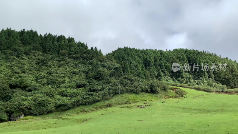 重庆武隆仙女山森林公园