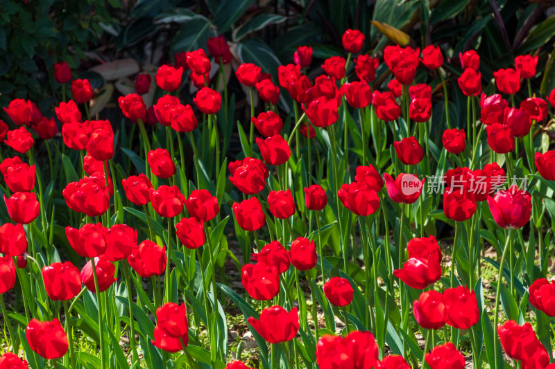 大片郁金香花海景观