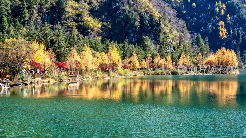 四川阿坝理县毕棚沟景区的秋色正浓