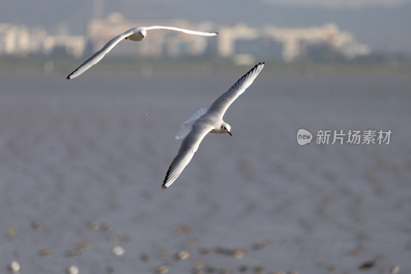 海鸥、红嘴鸥