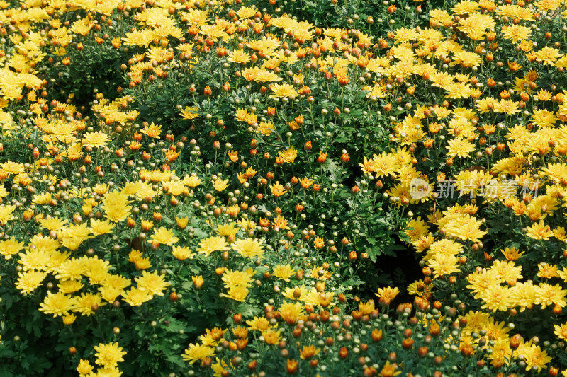 北京国家植物园菊花展