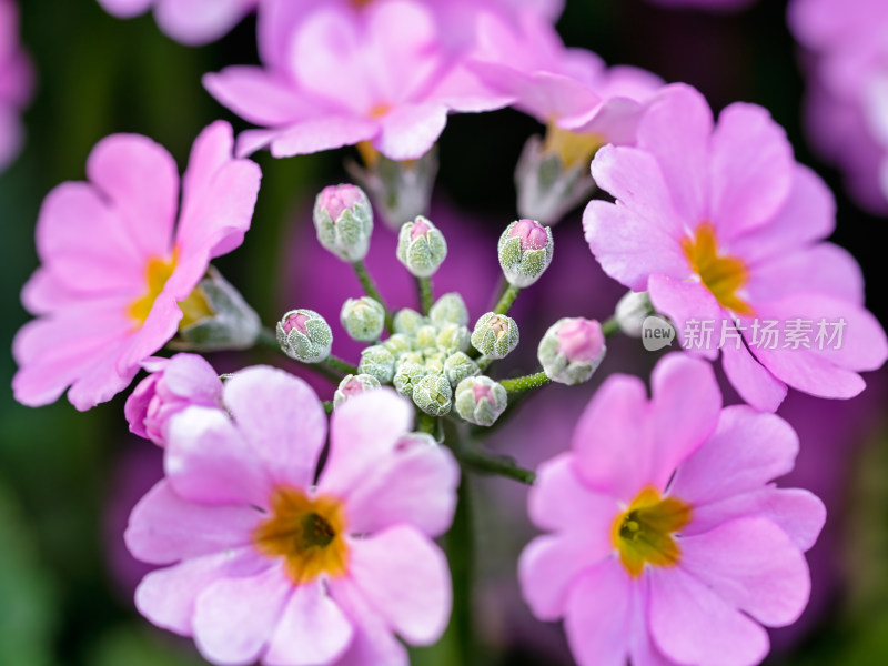 报春花花朵特写