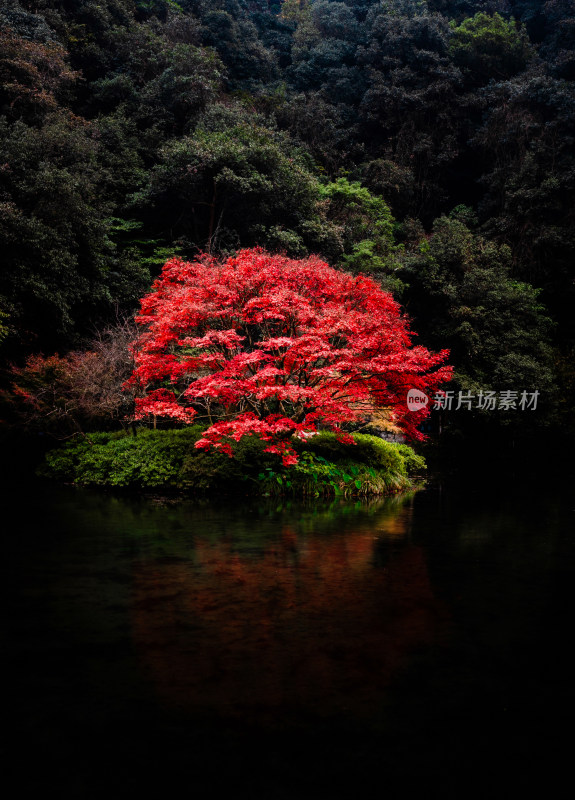 杭州九溪林中水流淌过岩石的唯美自然景象