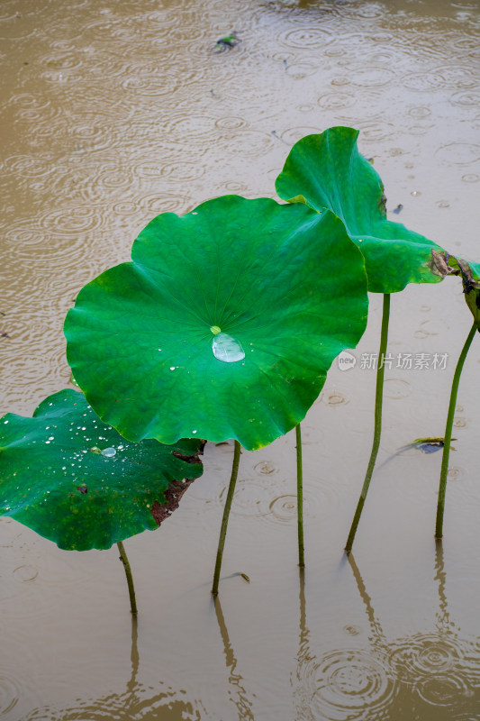 雨中的粉色荷花