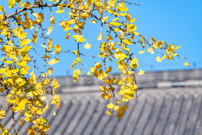 银杏树下的上海嘉定安亭老街菩提寺秋色景观