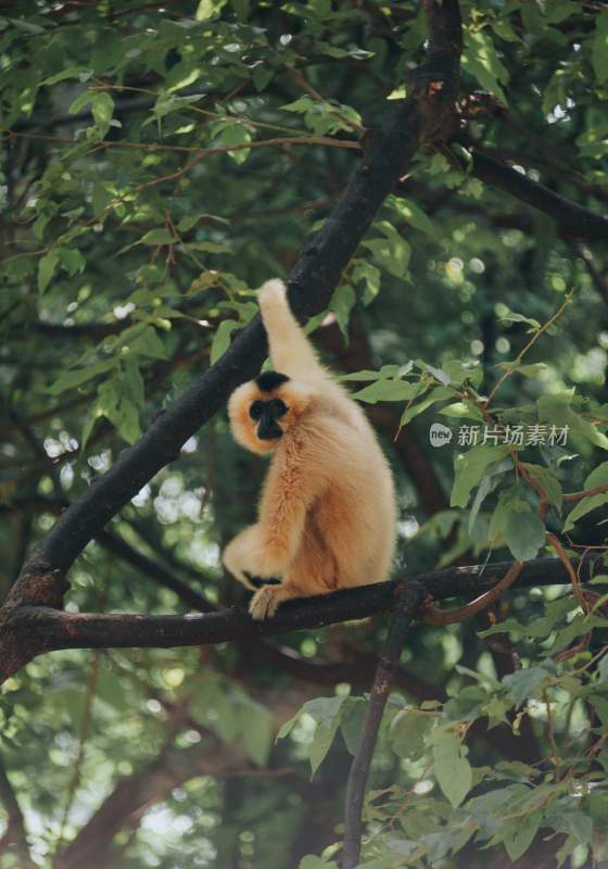 野生动物猴子