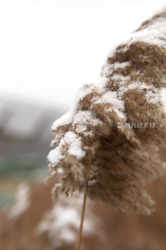 冬季田野里干枯的芦苇花和上面的残雪