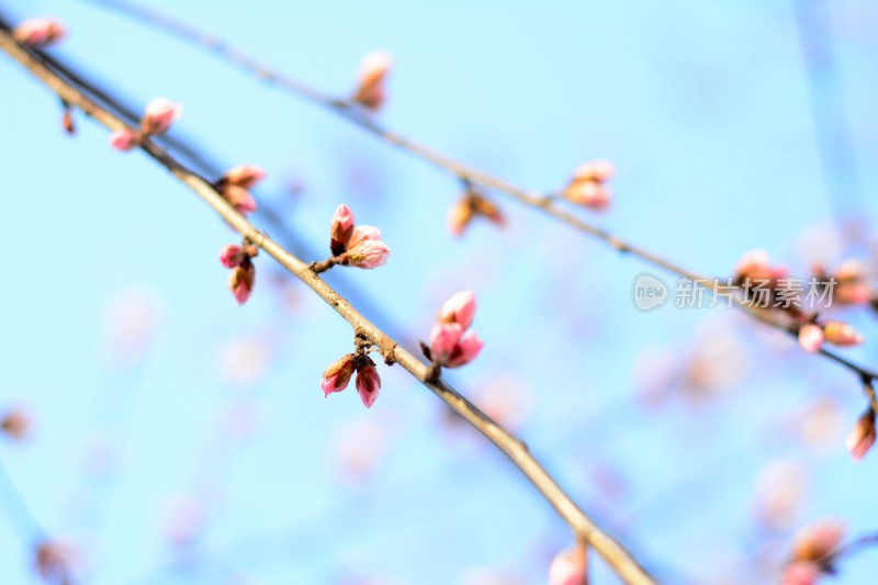 桃花花苞花蕊