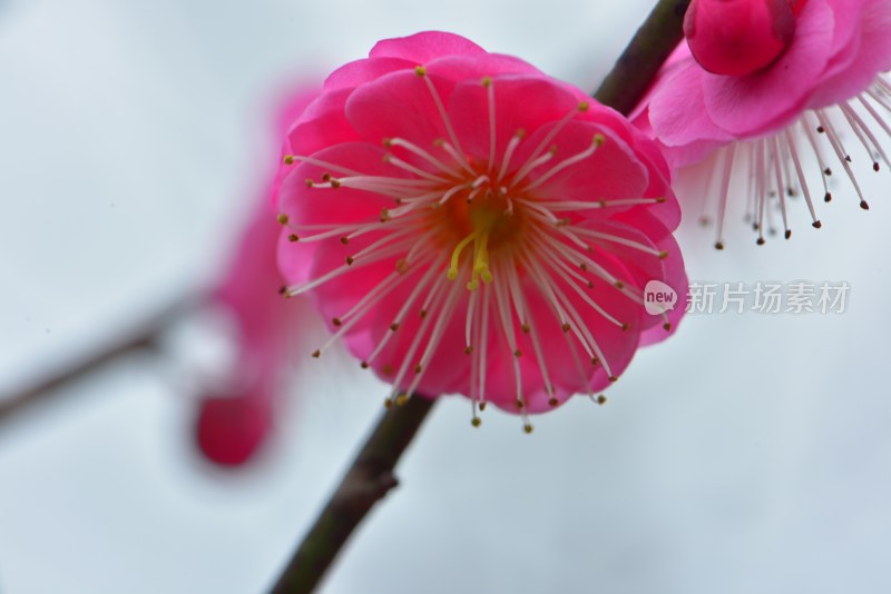 特写粉色梅花花卉