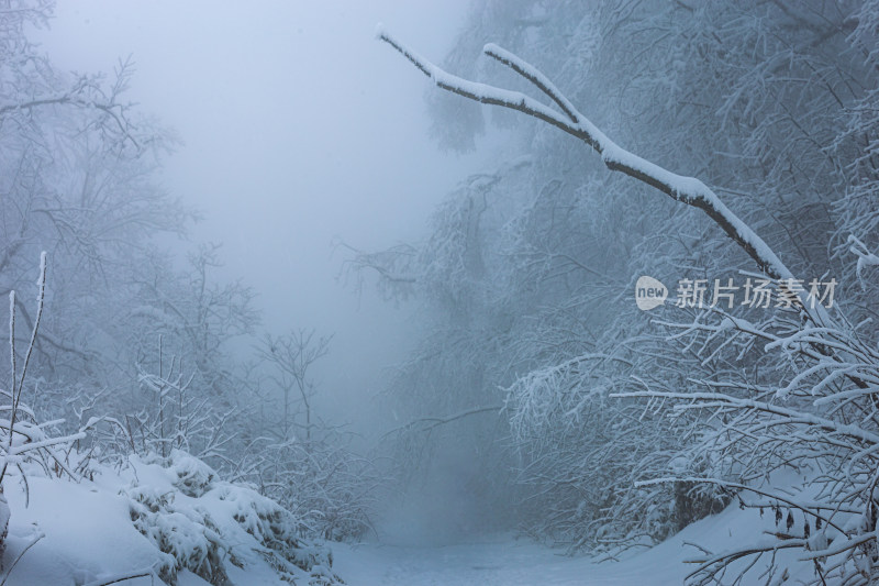 雪覆盖的林间小道