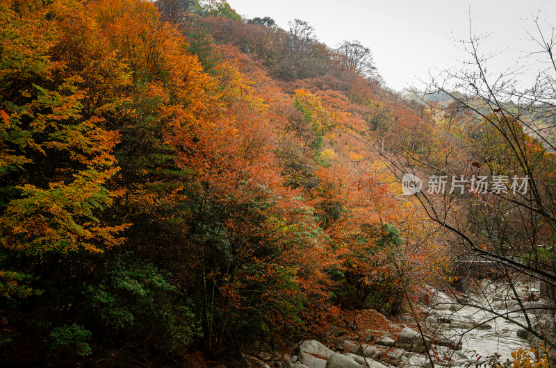 光雾山红叶彩林溪流河谷山谷漂亮壮观