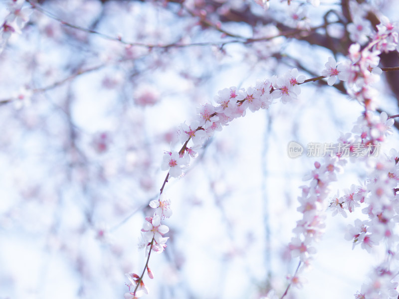 春天盛开的粉色山桃花特写