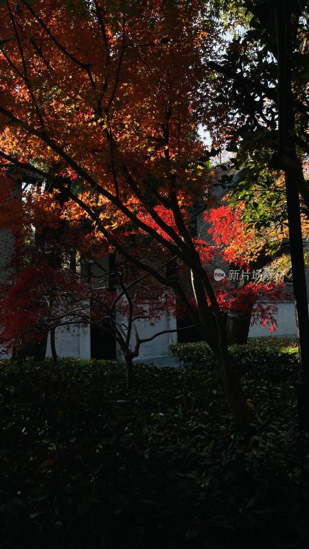 红枫叶树木与建筑景观