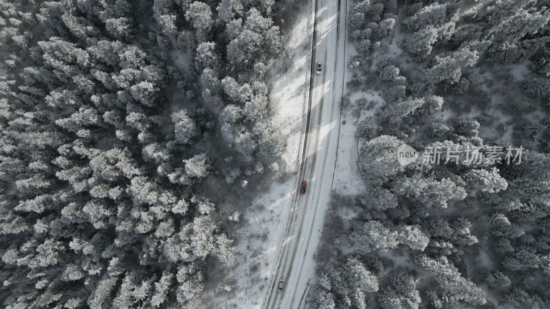 大雪过后的森林杉木