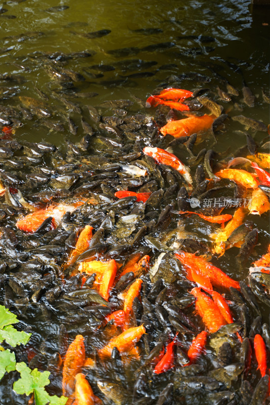 水中的锦鲤金鱼鲤鱼草鱼