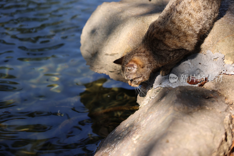 杭州西湖花港观鱼的流浪猫狸花猫