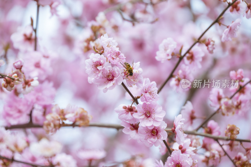 杭州西溪灵峰探梅梅花