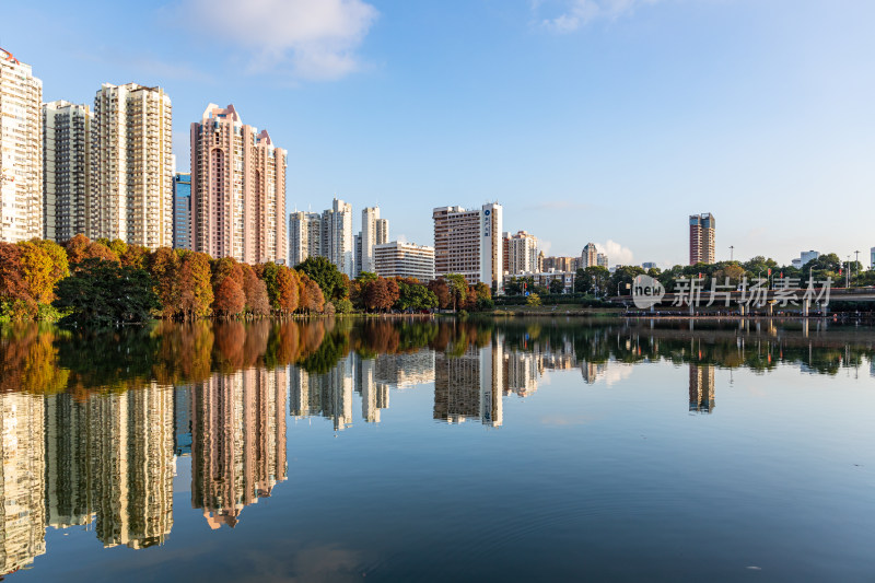 深圳洪湖公园水杉林航拍