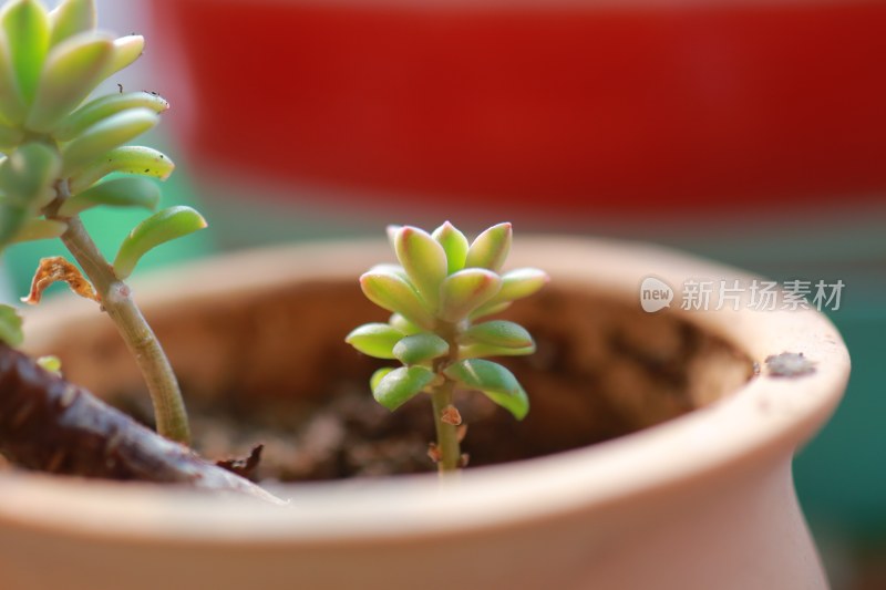 盆栽中的绿色多肉植物