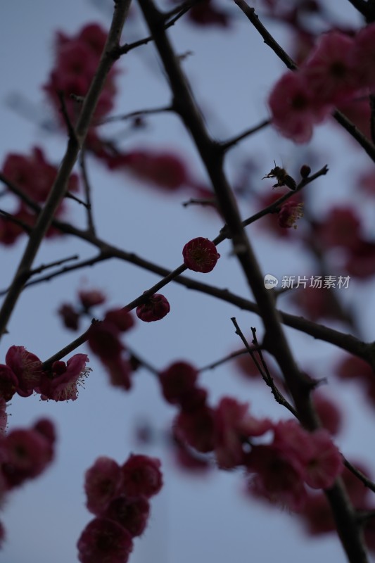 娇艳红梅盛开的花枝特写