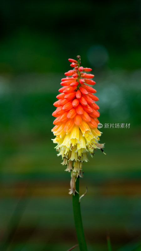 雨后盛开的火炬花