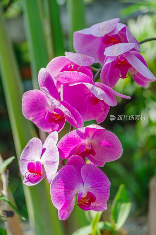 广州麓湖公园麓湖花园粉红色蝴蝶兰鲜花植物