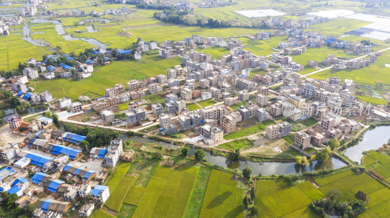 稻谷飘香的田野