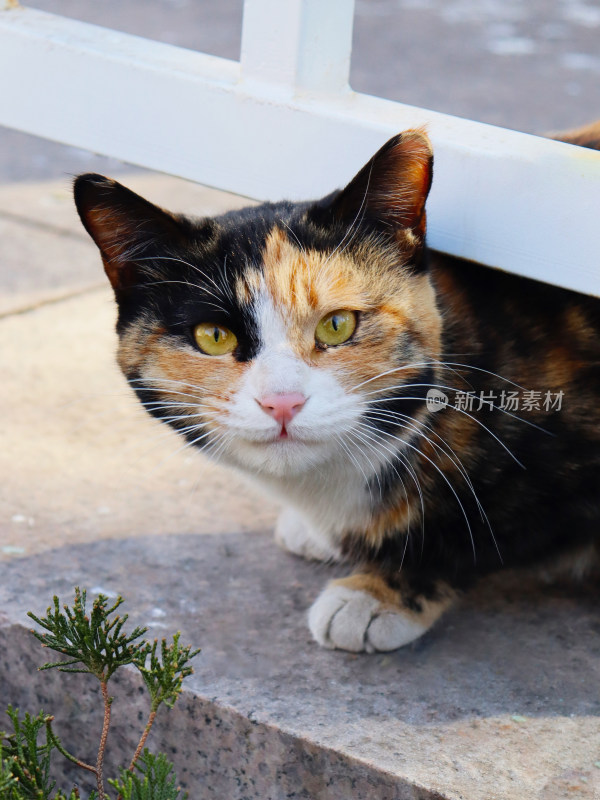 小猫在白色架子下的可爱模样