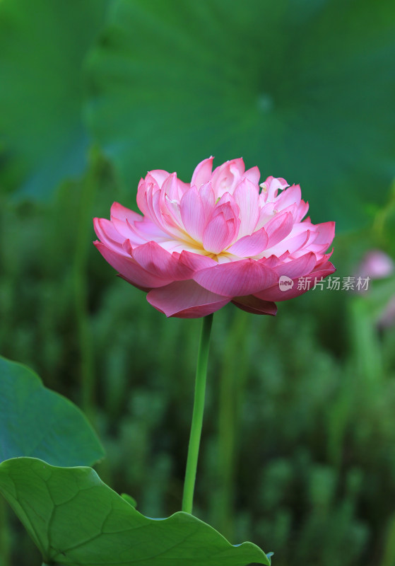 荷花盛开特写