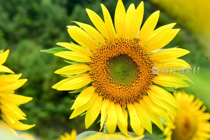 美丽田野田园太阳花葵花花朵向日葵