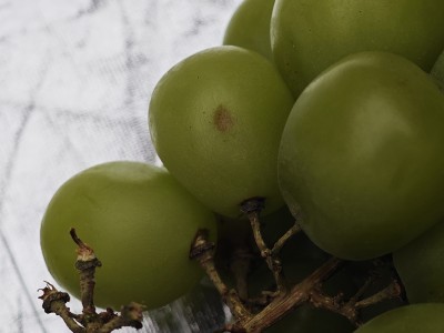 青葡萄特写果实饱满呈现新鲜状态