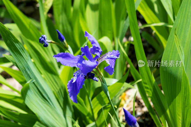 紫色鸢尾花特写