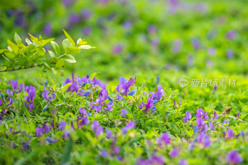 唯美苜蓿花